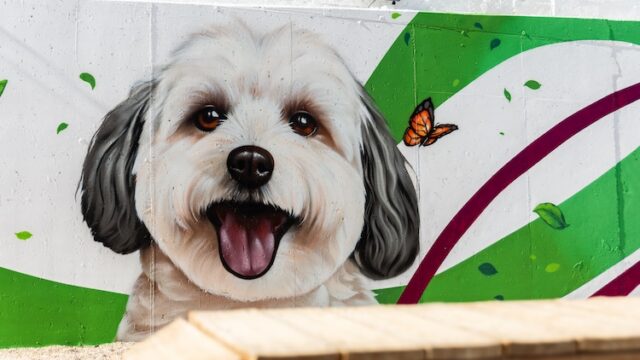 Quarteira-Parque-Canino-4